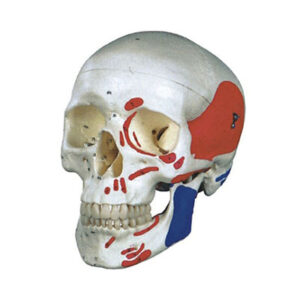 Colorized Skull Model 11111-2