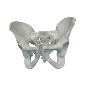 Male Pelvis Model 11127