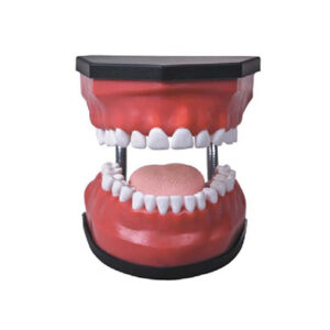 Luxurious Dental Care Model (32pcs, Backout) K3
