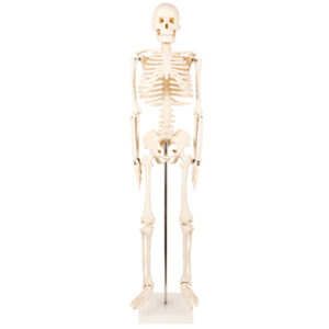 Human Skeleton Anatomical Model 1101-3