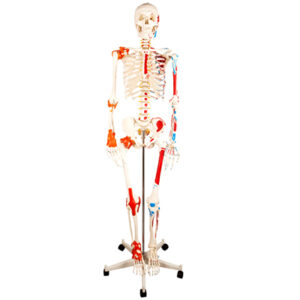 Human Skeleton with Painted Muscle and Ligament Model 180CM 11102-1