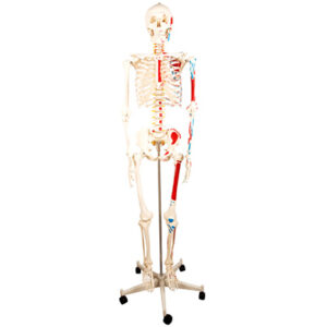 Human Skeleton with Half Side Painted Muscle Model 180CM 11102-2