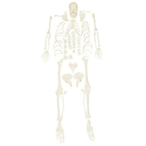 Disassembled Skeleton Model 1103