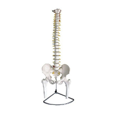 Spine with Pelvis and Femur Model 11105(1-2)