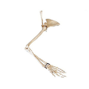 Arm, Scapular and Collar Bone Model 11123