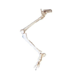 Lower Limb with Hip Bone Model 11130