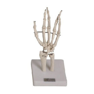 Hand Joint Model 11201-3