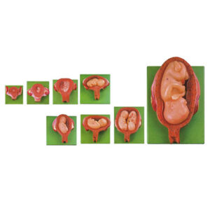 Embryonic Development Stages Model (8 parts) 42005