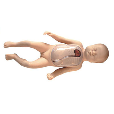Neonatal Peripheral and Central Vein Intubation Model L67B